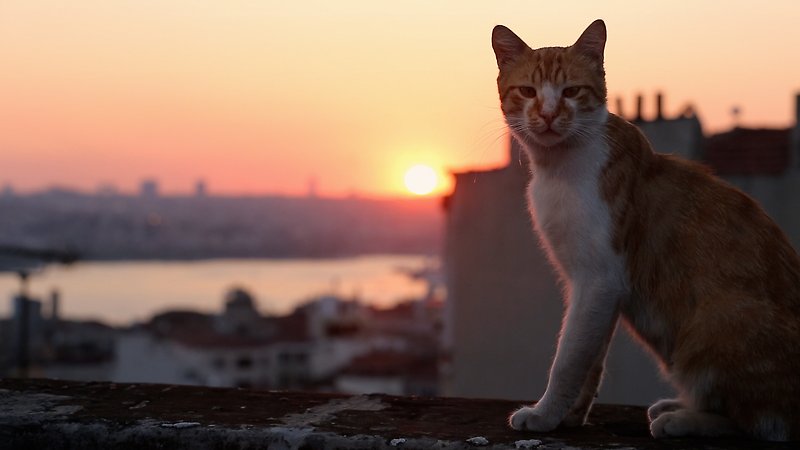 Kedi (image 1)