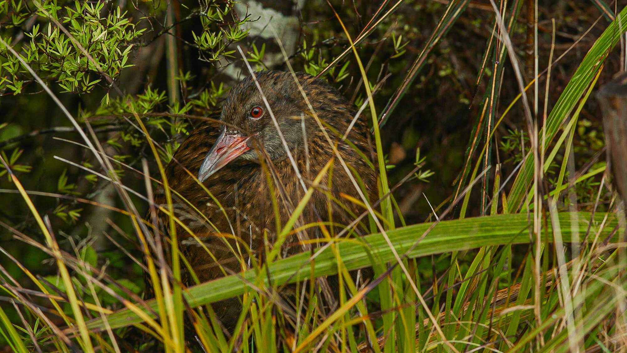 Rohe Kōreporepo – The Swamp, the Sacred Place (image 3)