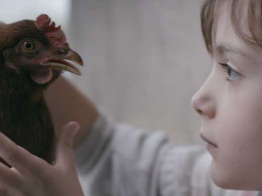The Chicken