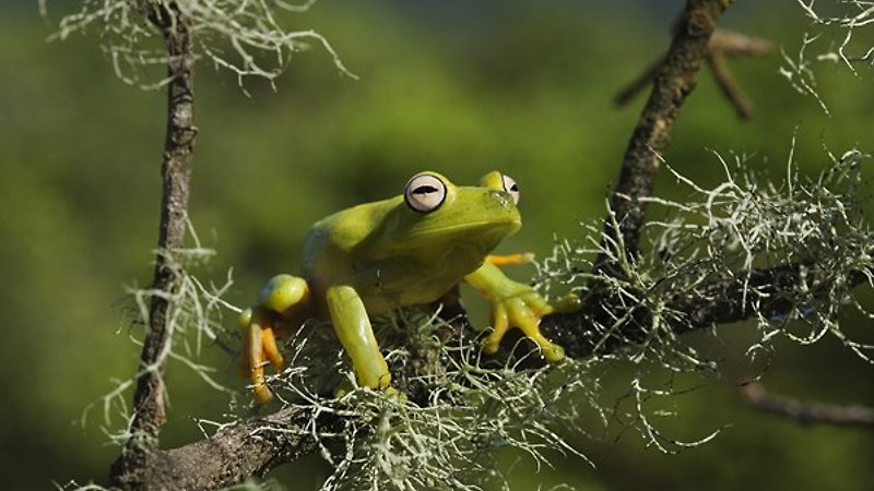Amazonia 3D (image 2)