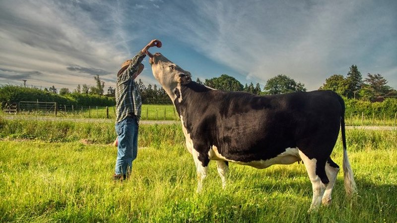 When the Cows Come Home (image 1)