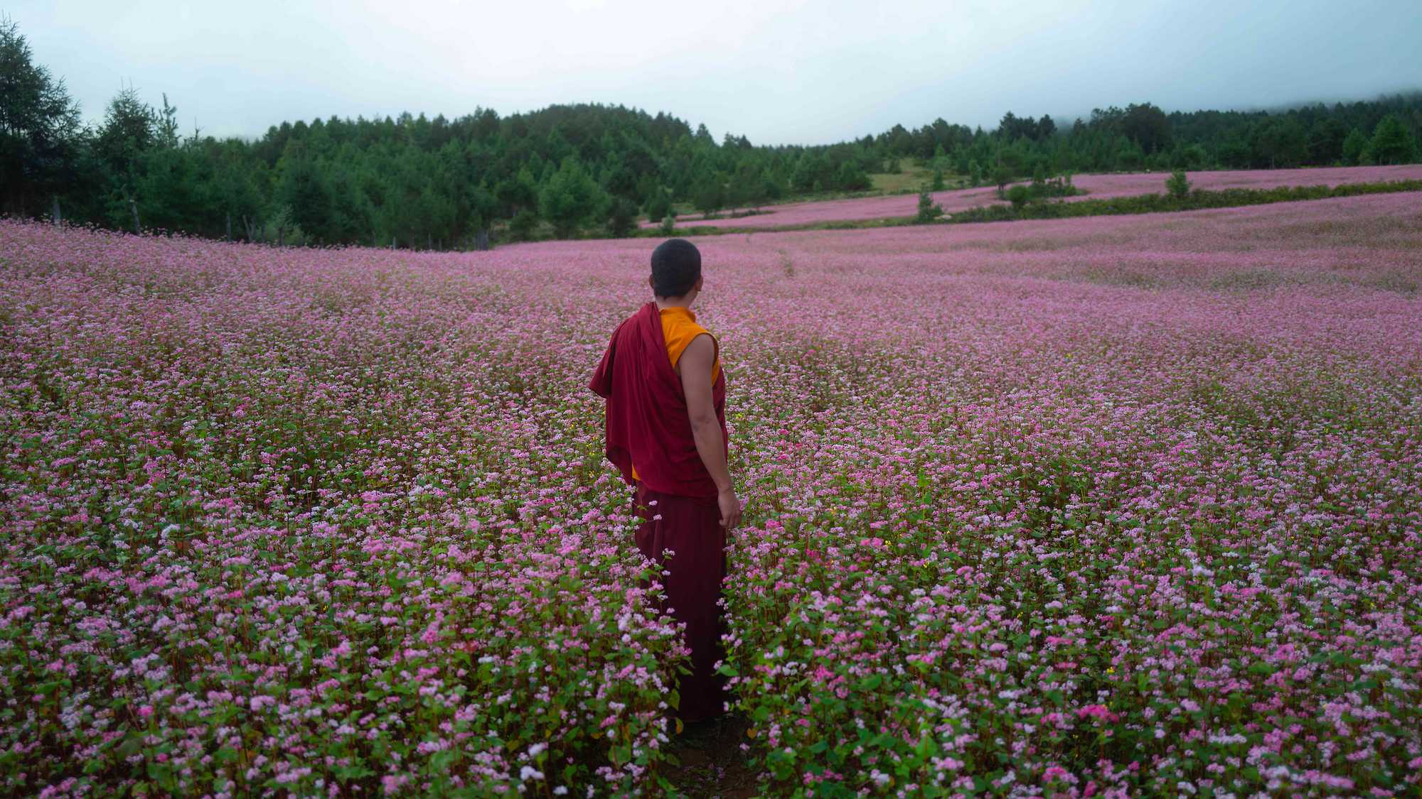 The Monk and the Gun (image 1)