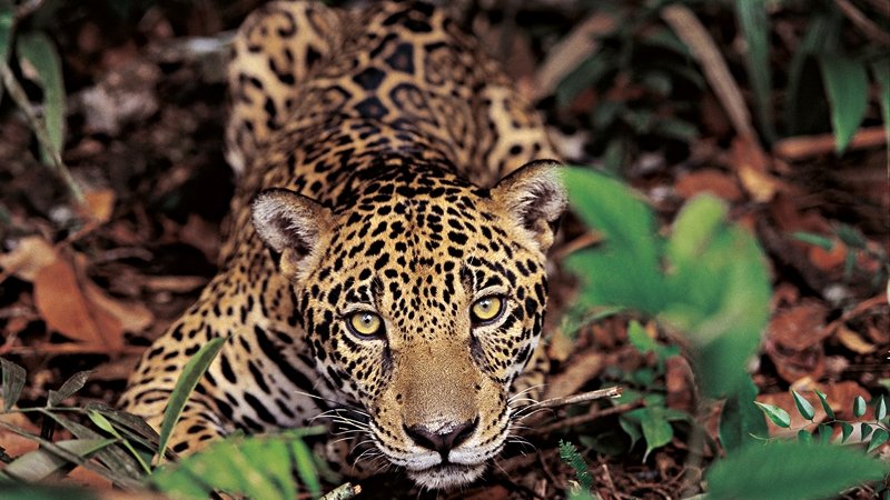 Amazonia 3D (image 4)