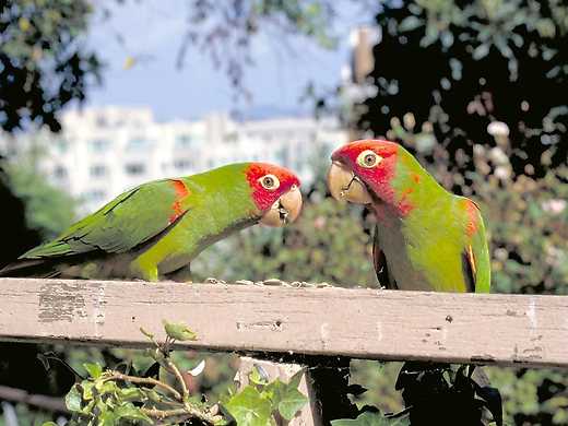 The Wild Parrots of Telegraph Hill