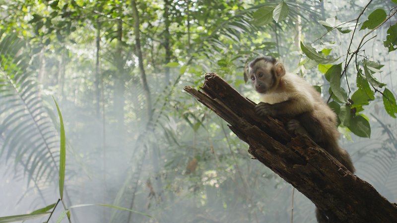 Amazonia 3D (image 5)