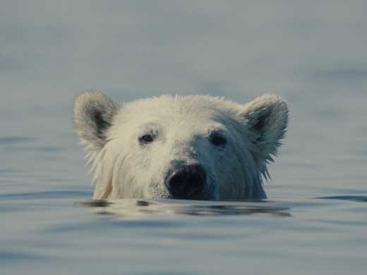 Nuisance Bear