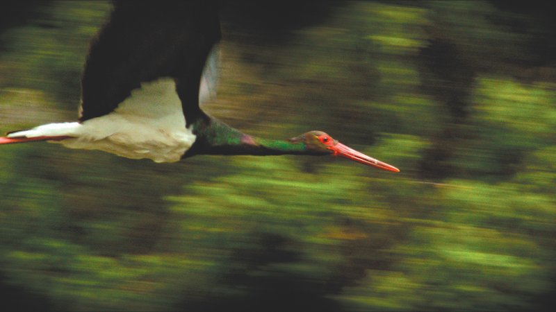The Ornithologist (image 3)