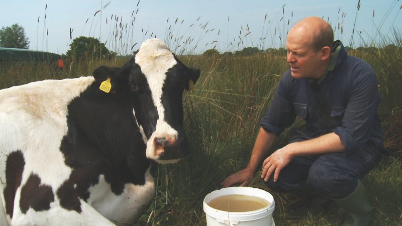 The Moo Man (image 1)